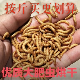 黄粉虫烘干面包虫干品鸟食龟粮高蛋白宠物精选饲料钓鱼饵料 包邮