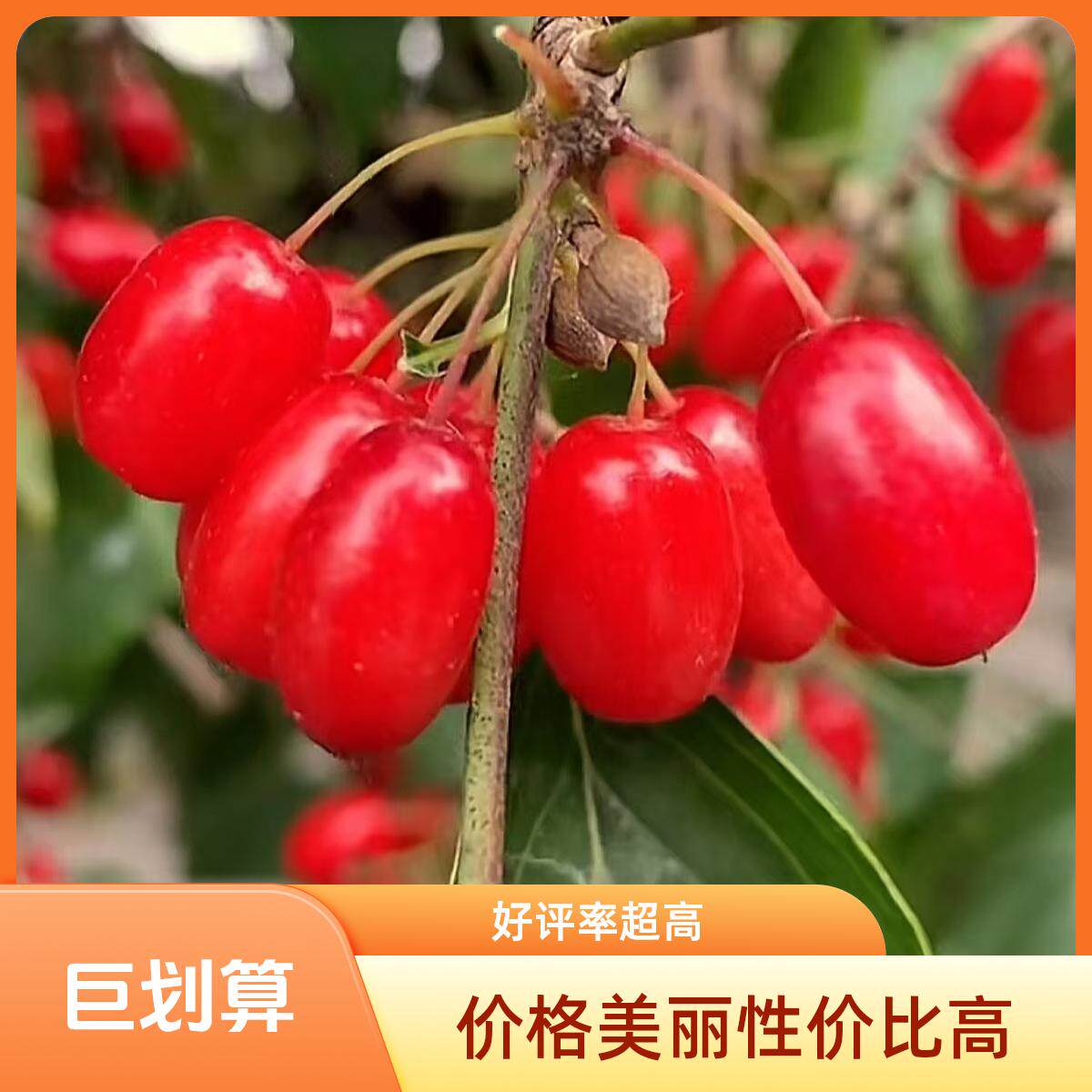 新鲜山茱萸现摘带核野生药枣山芋肉枣豆子滋补肝肾泡茶泡酒炖汤