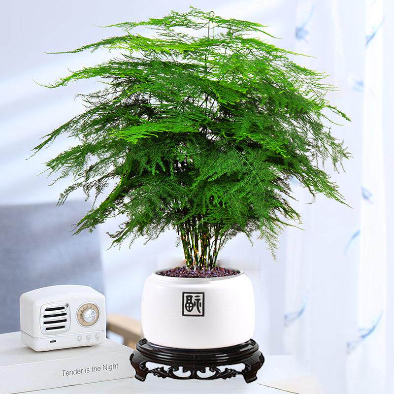 文竹盆栽室内办公室盆景桌面水培植物四季常青好养活花卉高端大苗