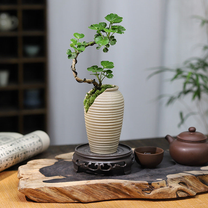 青叶福禄桐钱多多造型盆景办公室内小盆栽好养四季常青招财绿植物,鲜花速递/花卉仿真/绿植园艺,造型盆景,淘宝优惠券,粉丝福利购,淘宝优惠卷