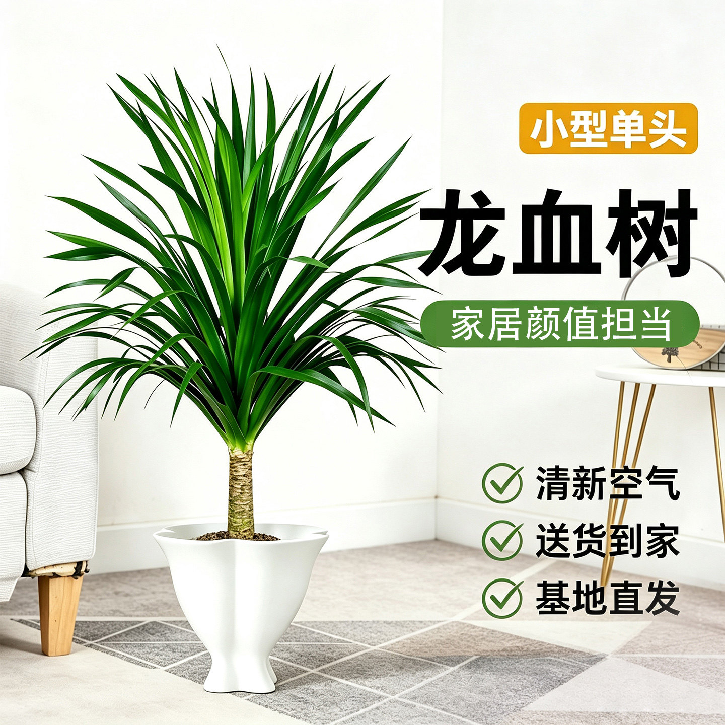 龙须树客厅落地旺宅盆栽