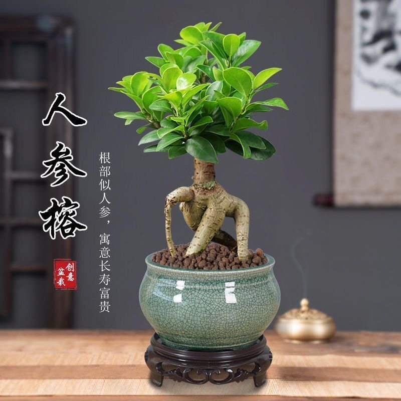 人参榕盆栽小榕树盆景四季常青盆栽办公室内阳台庭院好养植物树桩