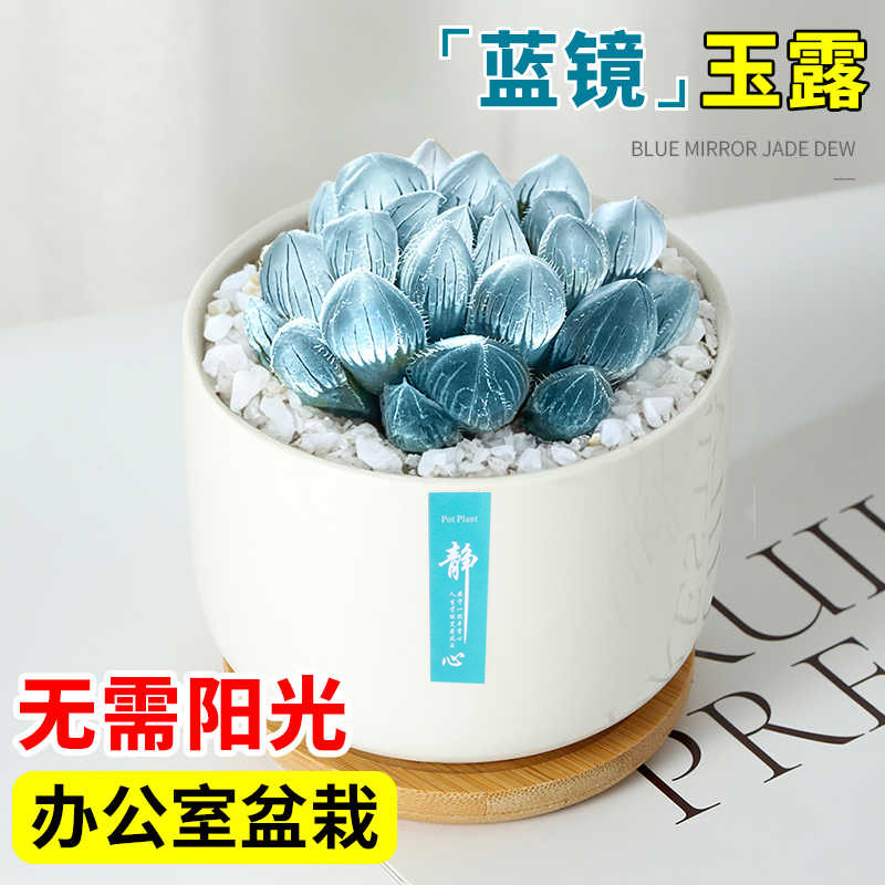精品好养办公室绿植玉露
