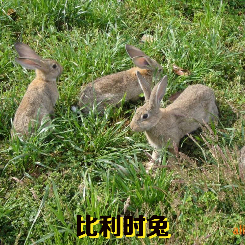巨型肉兔活体比利时兔子大型新西兰白兔兔子活物种兔可繁殖4斤