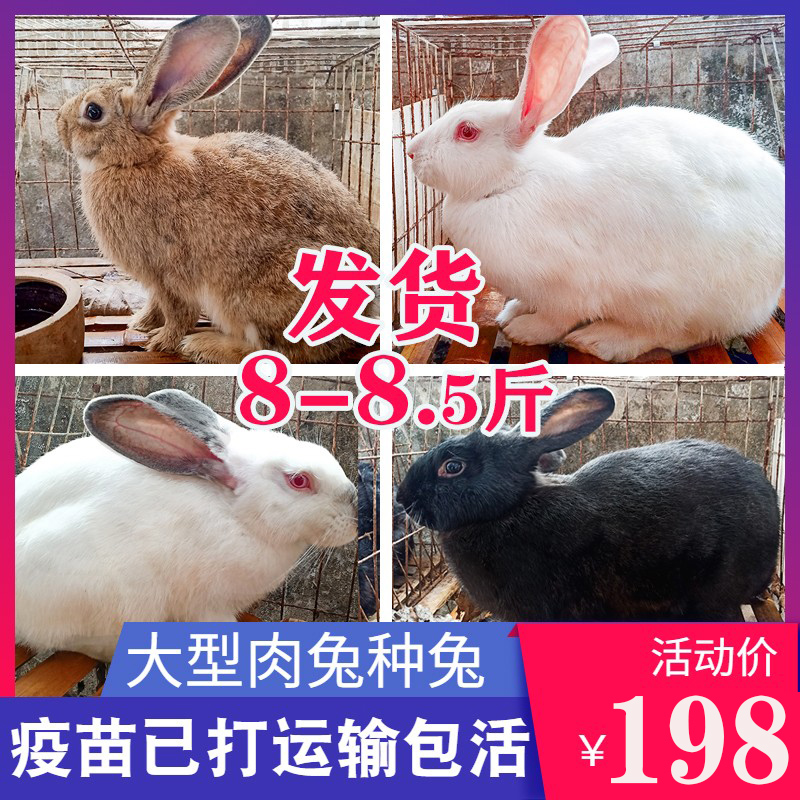 8斤大型巨型兔子活物活体比利时肉兔新西兰白兔公母一对起包邮