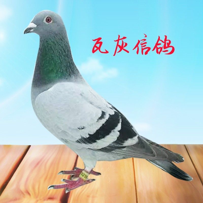 鸽子活一对观赏鸽信鸽赛鸽鸽子种鸽活物成年鸽活体原配种鸽血统鸽
