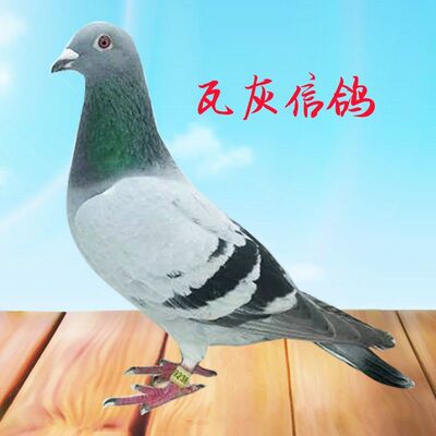 鸽子活一对观赏鸽信鸽赛鸽鸽子种鸽活物成年鸽活体原配种鸽血统鸽