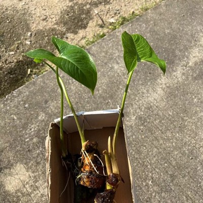 新鲜勒慈姑竻慈姑天河芋水刺芋 包邮