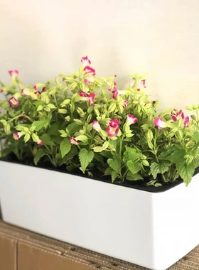 懒人绿萝花盆塑料容器种菜自动吸水长方形直销阳台