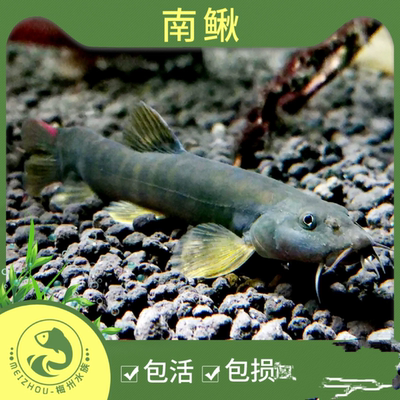 冷水鱼观赏鱼清道夫泥鳅