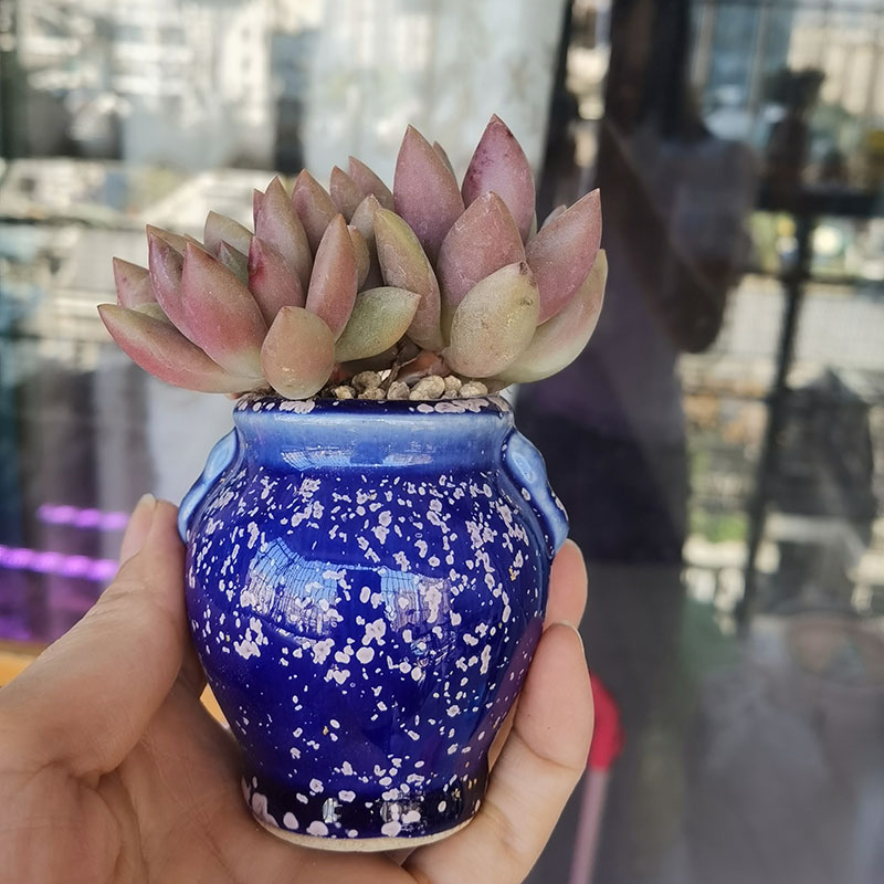 景德镇复古双耳冰裂老桩粗陶罐