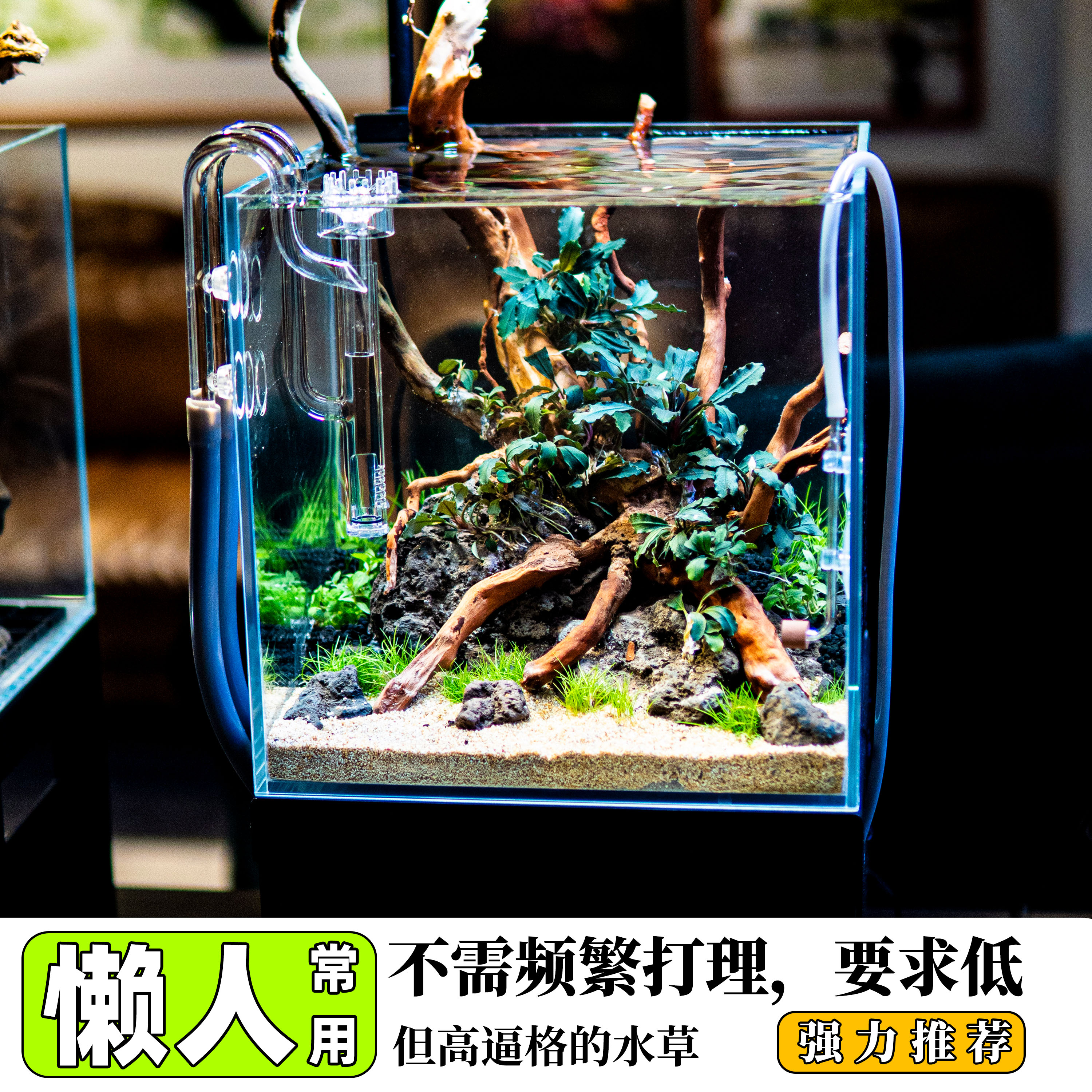 懒人常用无菌杯前景迷你牛毛日本矮珍珠椒草挖耳小水榕血心兰