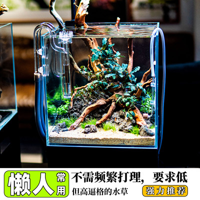 懒人常用无菌杯前景迷你牛毛日本矮珍珠椒草挖耳小水榕血心兰