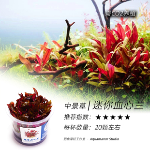 迷你血心兰无菌杯水中黄金好养耐活需CO2无藻无螺成景快