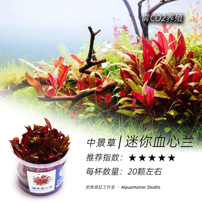 迷你血心兰无菌杯水中黄金好养耐活需CO2无藻无螺成景快