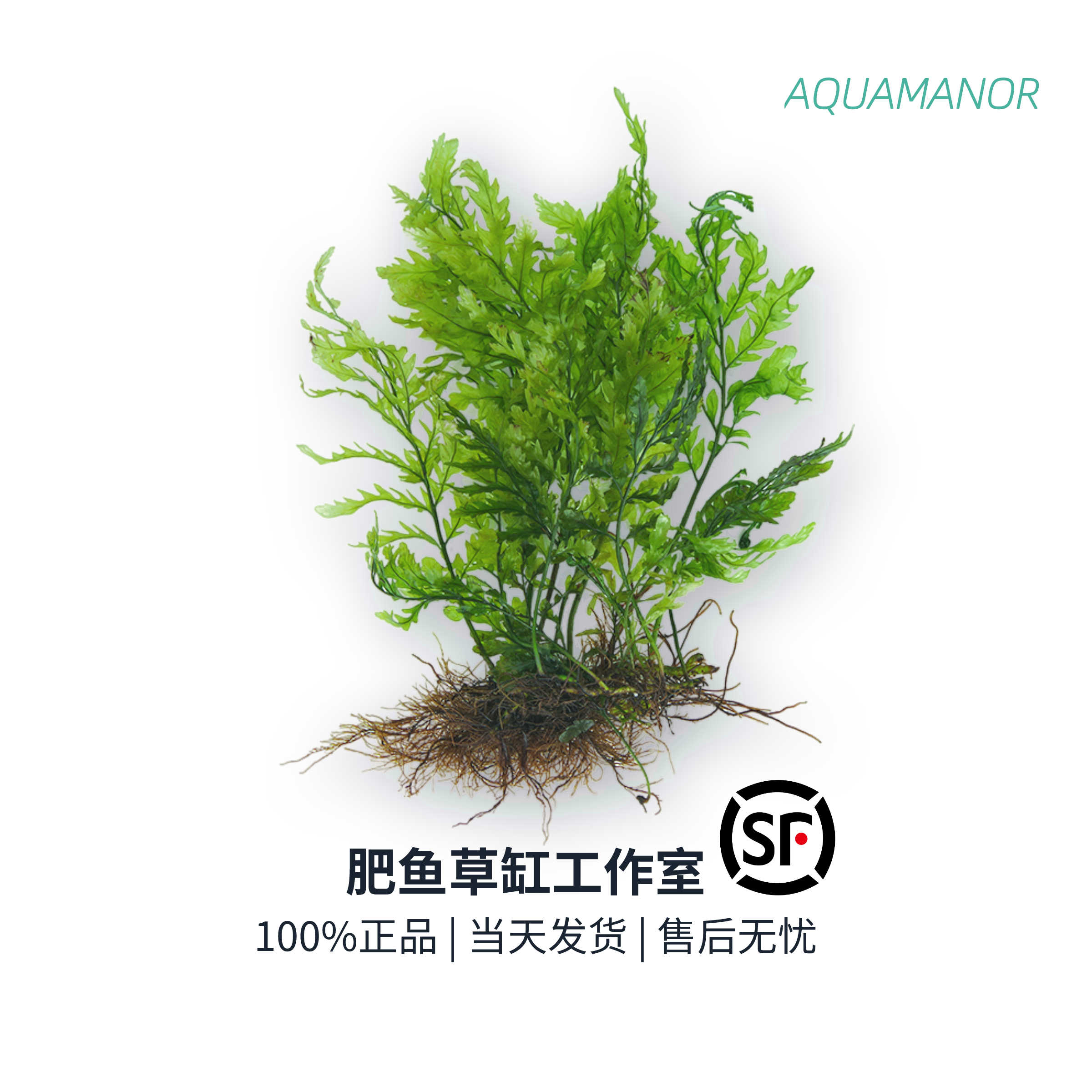 水下叶水草品牌精品汇聚 价格大全移动版 最宠网