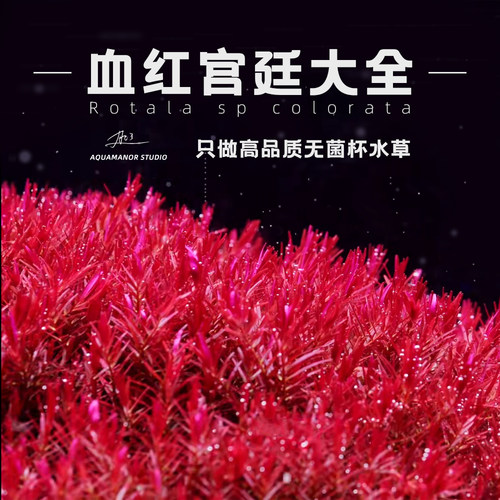 【肥鱼】血红宫廷大全无菌杯