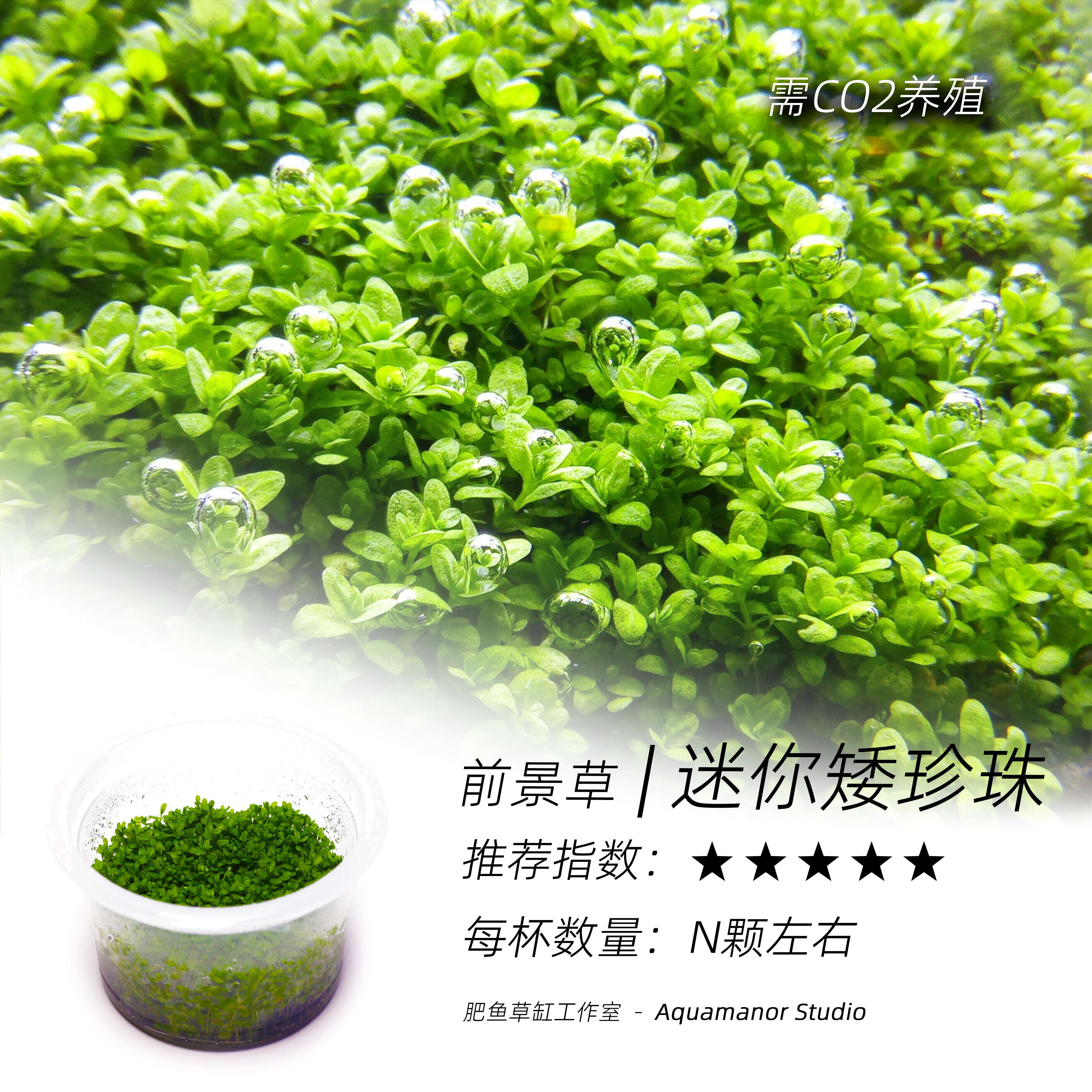 迷你矮珍珠无菌杯水中黄金好养耐活需CO2无藻无螺成景快