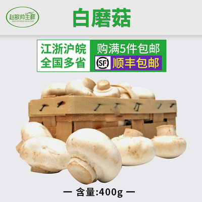新鲜400g江浙沪5件包邮白蘑菇
