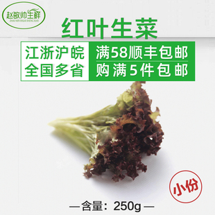 新鲜蔬菜 小份 红叶生菜250克 家用 包邮 罗莎红沙拉菜 5份