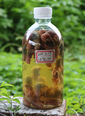 大白乳鼠黑鼠仔酒老鼠仔泡酒广东省家鼠白霜小老鼠崽活体红皮乳鼠