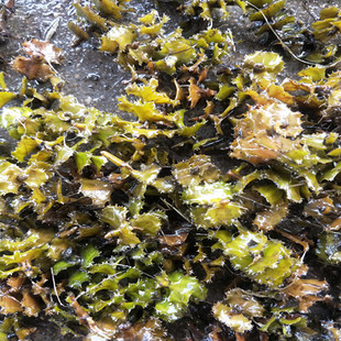 现货 菹草种子石芽麦黄草种子虾草虾藻虾蟹养殖增氧环保用草