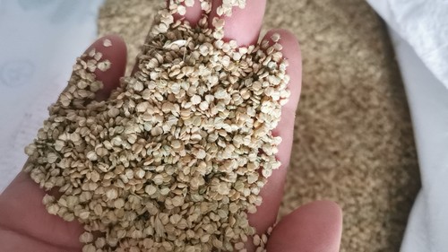 龙虾塘用草棒棒草棒头草罔草苦梗草水粺籽耐寒低温挺水水草籽