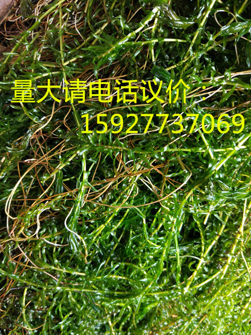 湖北洪湖 养殖虾蟹水草  吃不败 园艺用草伊乐藻  环保用草