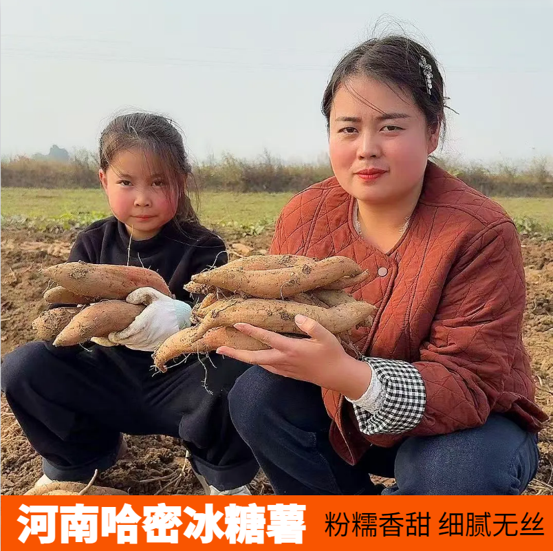 河南哈密冰糖薯无丝无筋粉糯香甜