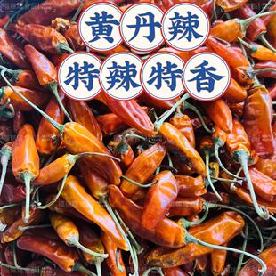 云南黄丹辣特辣特香干辣椒干锅鸭旱鸭卤鸭火锅辣椒特辣500克包邮