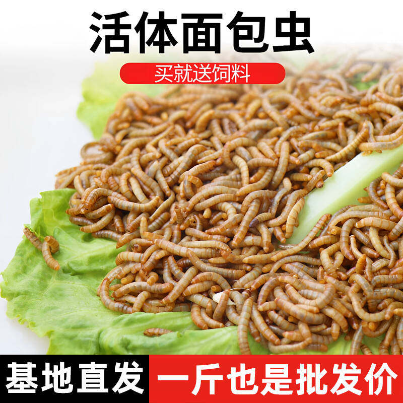 面包虫活虫批发黄粉虫鹦鹉金龙鱼乌龟画眉鸟石蛙饲料守宫角蛙活饵