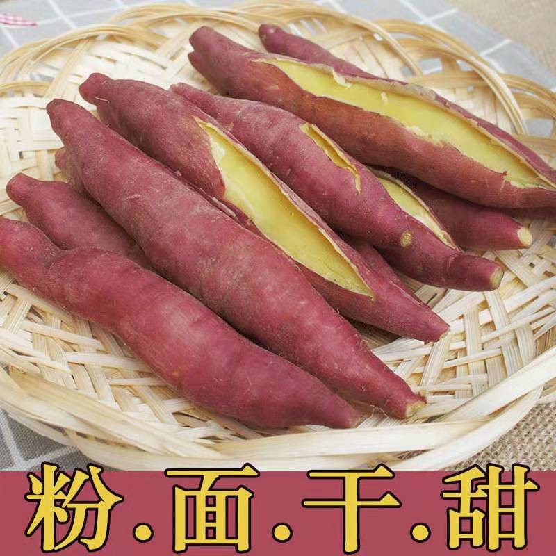陕西板栗红薯新鲜地瓜图片