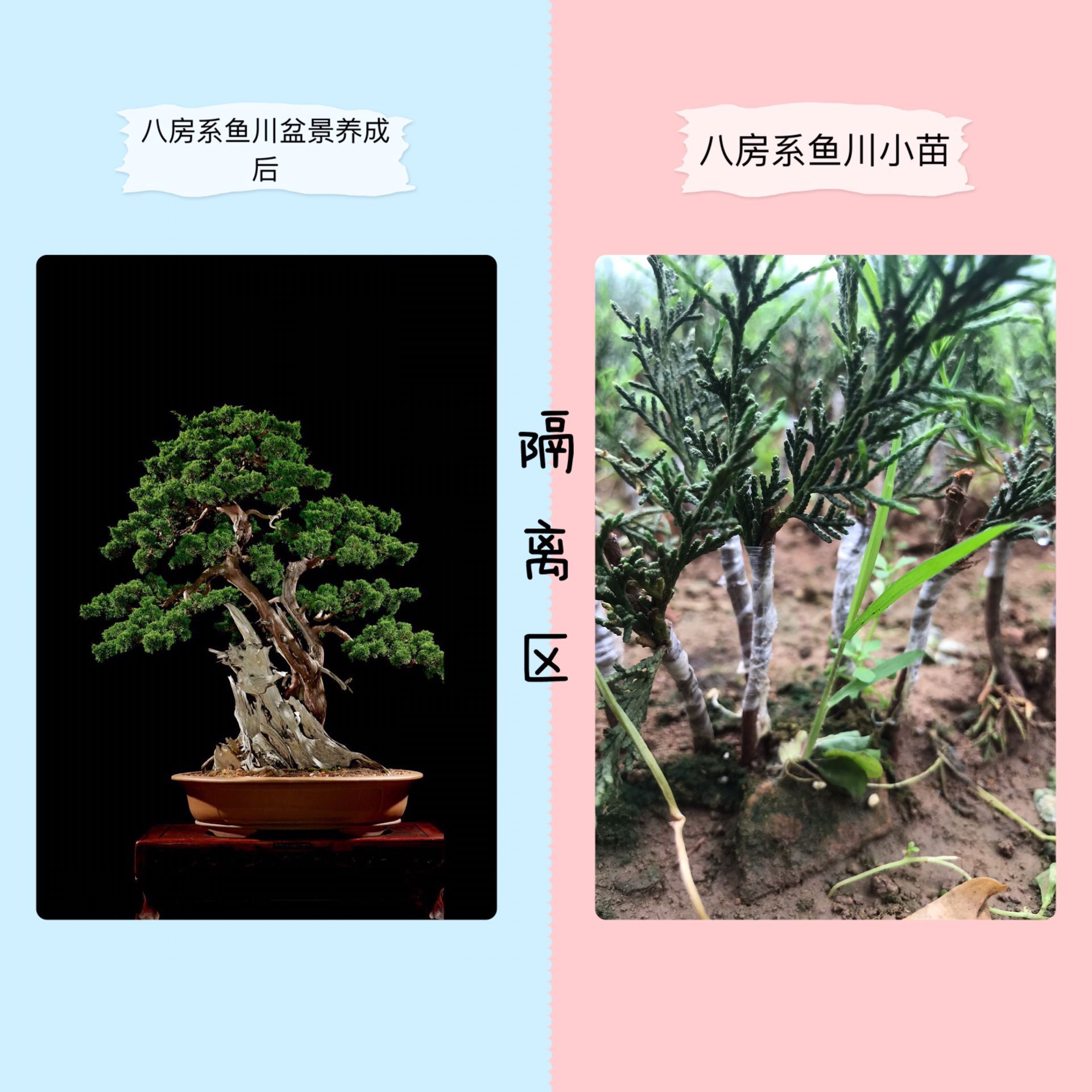 八房系鱼川真柏 系鱼川真柏 小苗 八房系鱼川素材