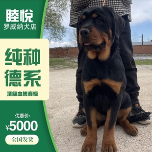 德系双血罗威纳赛级宠物狗狗活体幼犬中大型犬双血纯种ckurk认证