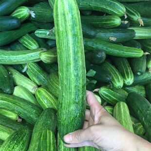 本地农家自种自销老品种黄瓜新鲜蔬菜水果现摘发货生吃凉拌菜