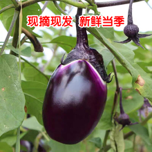 江西青茄大圆茄子新鲜现摘绿皮茄子当季蔬菜农家种植紫色茄子本地