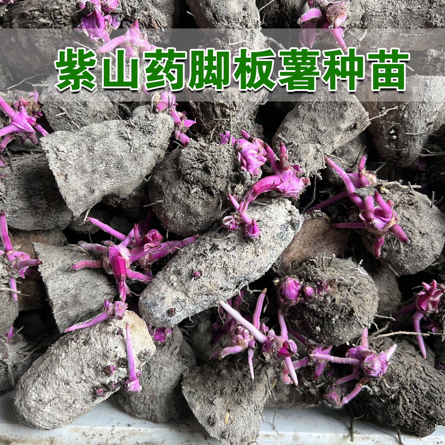 高产紫山药种带芽农家自种脚板薯毛薯种高存活率紫心大薯毛薯种籽
