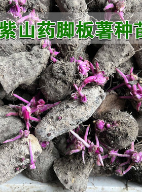 高产紫山药脚板薯种大薯种