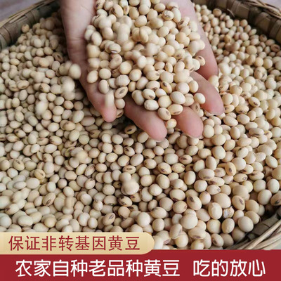 江西农家自种非转基因黄豆小黄豆老品种肾形杂粮土豆子 打豆浆3斤