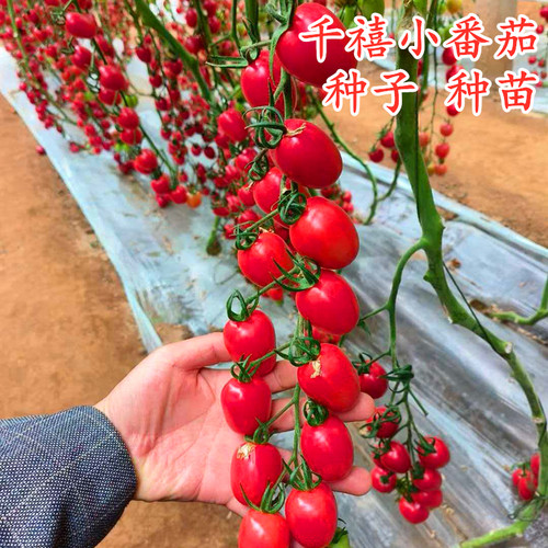 台湾农友千禧小番茄种子种苗