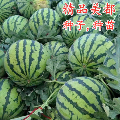 美都麒麟瓜8424西瓜种子