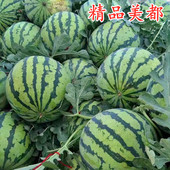 包邮 美都西瓜种子8424麒麟瓜红肉脆瓤四季 高产水果抗旱耐裂种籽