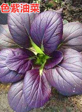 紫色油菜种子特色紫色鸡毛菜种子小油菜青菜种子上海青四季播包邮