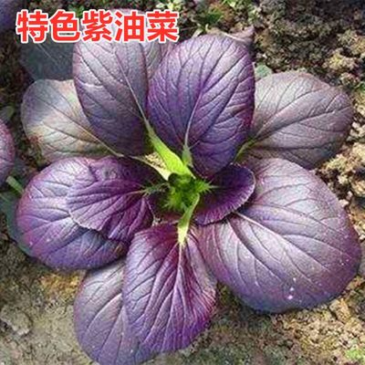 紫色油菜种子特色紫色鸡毛菜种子小油菜青菜种子上海青四季播包邮