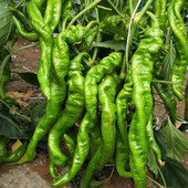 陇椒种子大果螺丝椒种籽辣椒苗子薄皮龙椒四季 高产蔬菜庭院龙丰