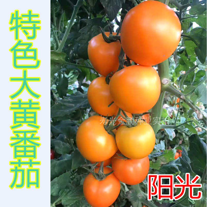 大黄番茄种子特色西红柿种籽橙黄色四季蔬菜口感好产量高包邮阳光 - 实物图