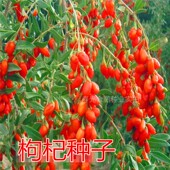 包邮 枸杞种子野生黑枸杞种籽药材浆果水果枸杞子特色四季 蔬菜种子