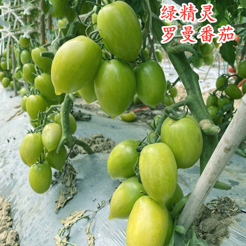 绿罗曼小番茄种子特色青色串收圣女果种籽四季蔬菜阳台庭院绿精灵