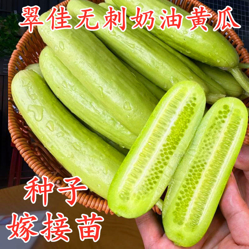 无刺翠佳奶油黄瓜种子水果黄瓜种籽嫁接黄瓜苗白玉黄瓜四季蔬菜