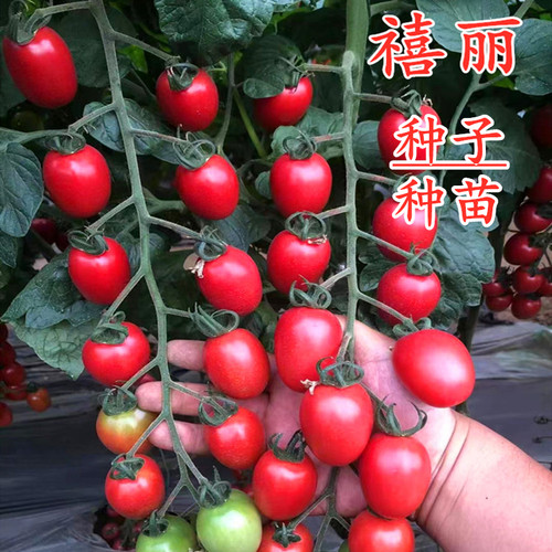 千禧樱桃番茄种子种苗